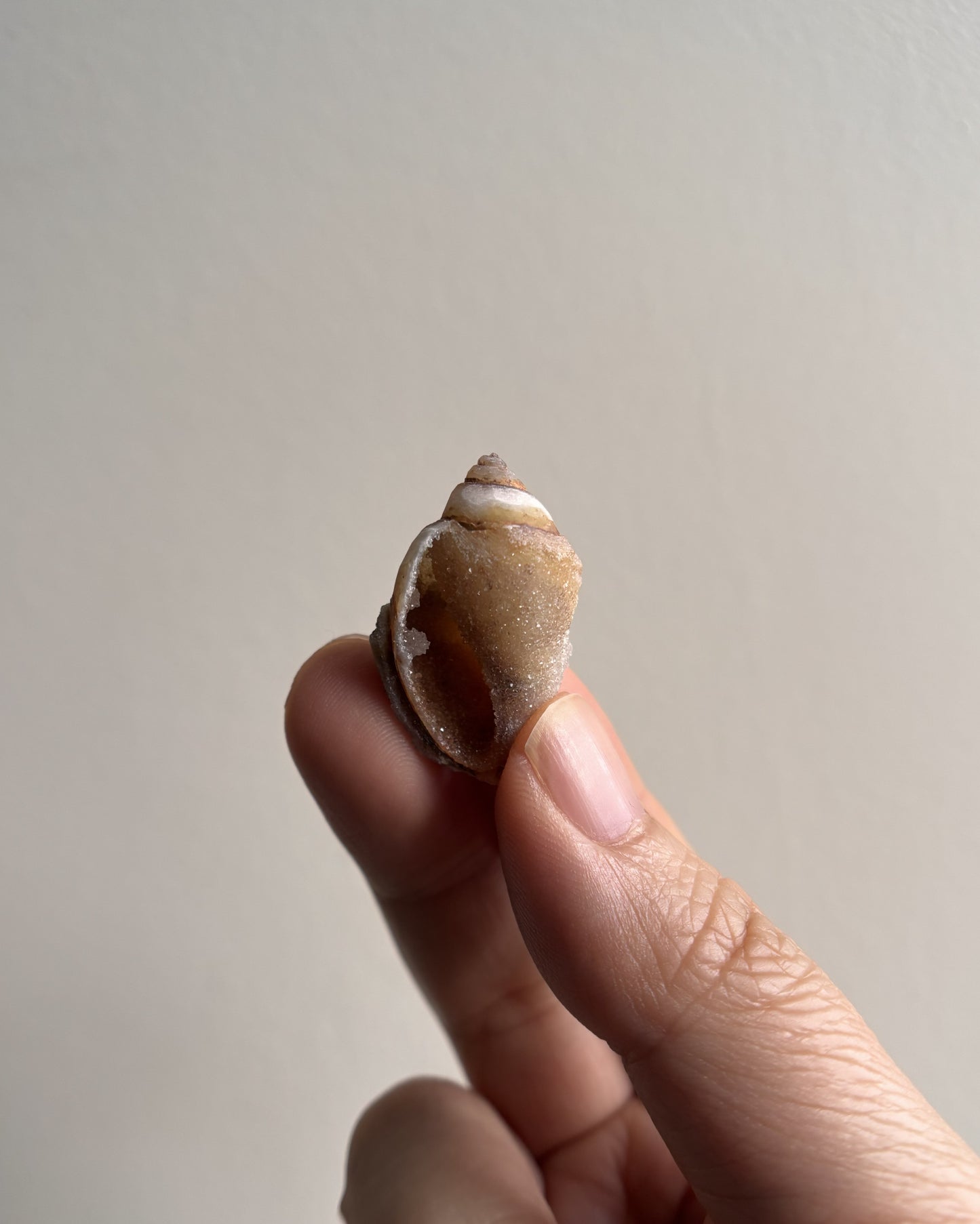 Fossilized Spiralite Quartz Shells 4.1g