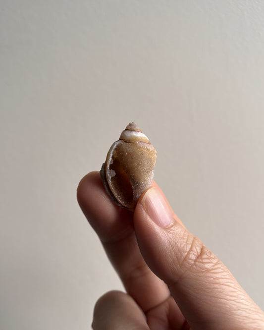 Fossilized Spiralite Quartz Shells 4.1g