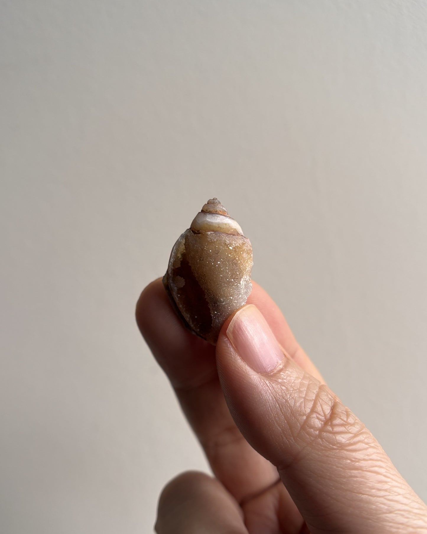 Fossilized Spiralite Quartz Shells 4.1g