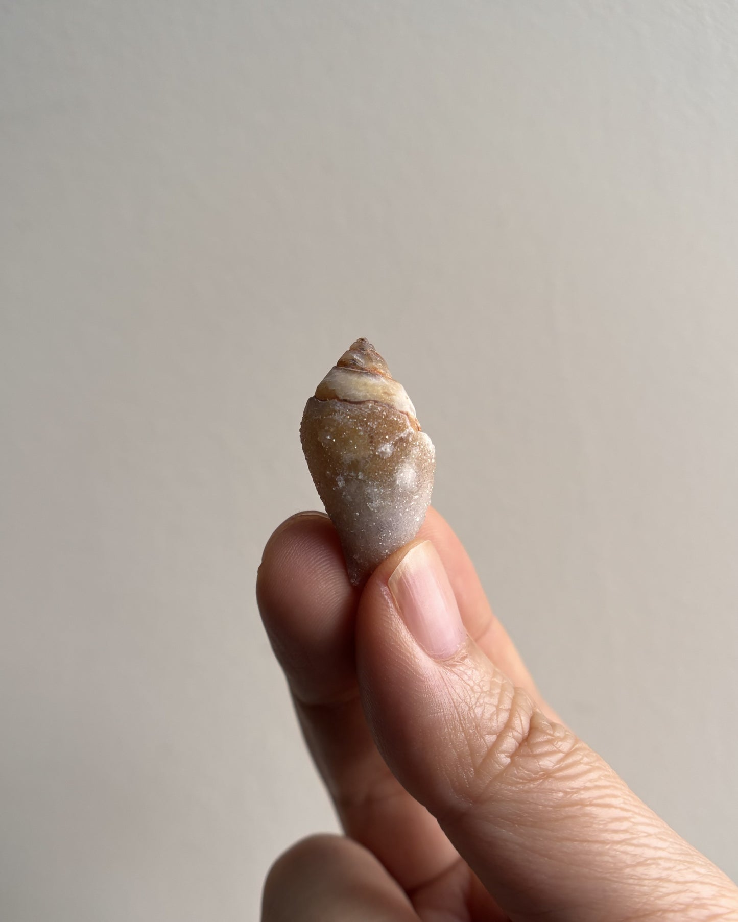 Fossilized Spiralite Quartz Shells 4.1g