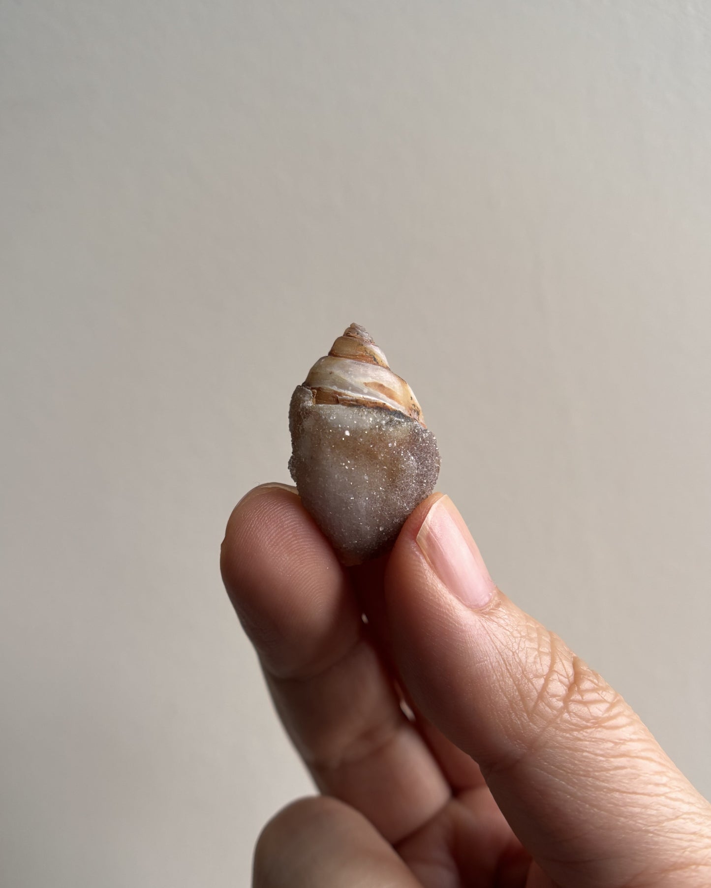 Fossilized Spiralite Quartz Shells 4.1g