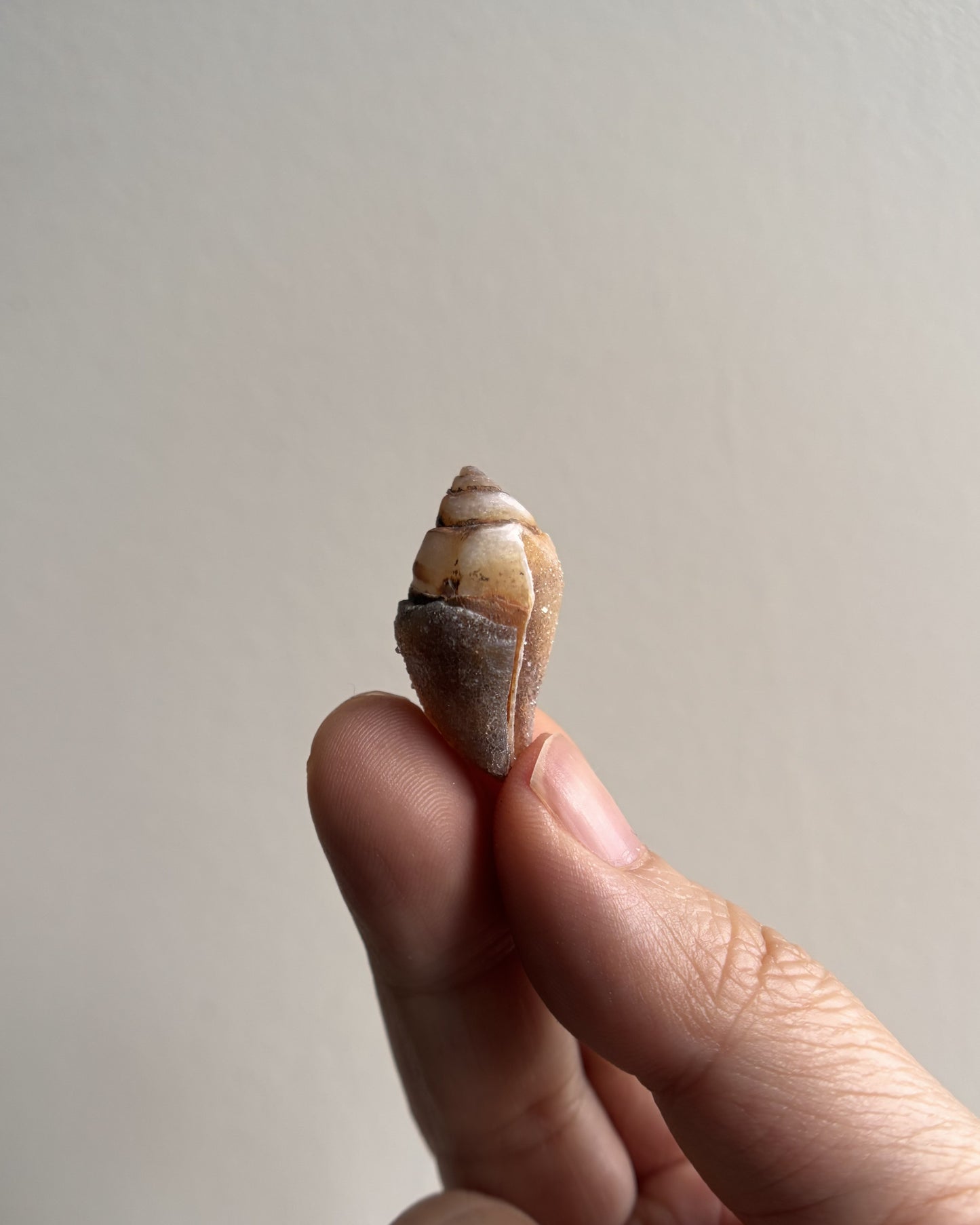 Fossilized Spiralite Quartz Shells 4.1g