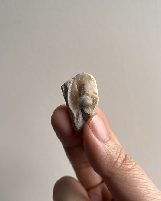 Fossilized Spiralite Quartz Shells 4.4g