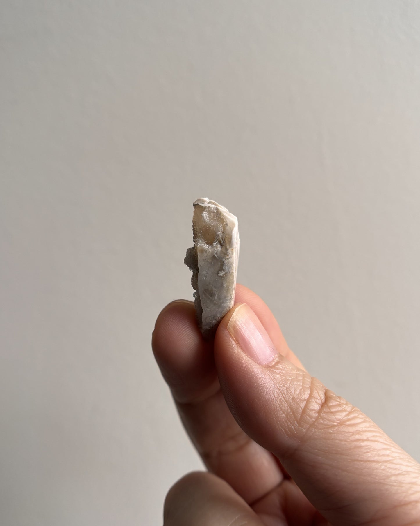 Fossilized Spiralite Quartz Shells 4.4g