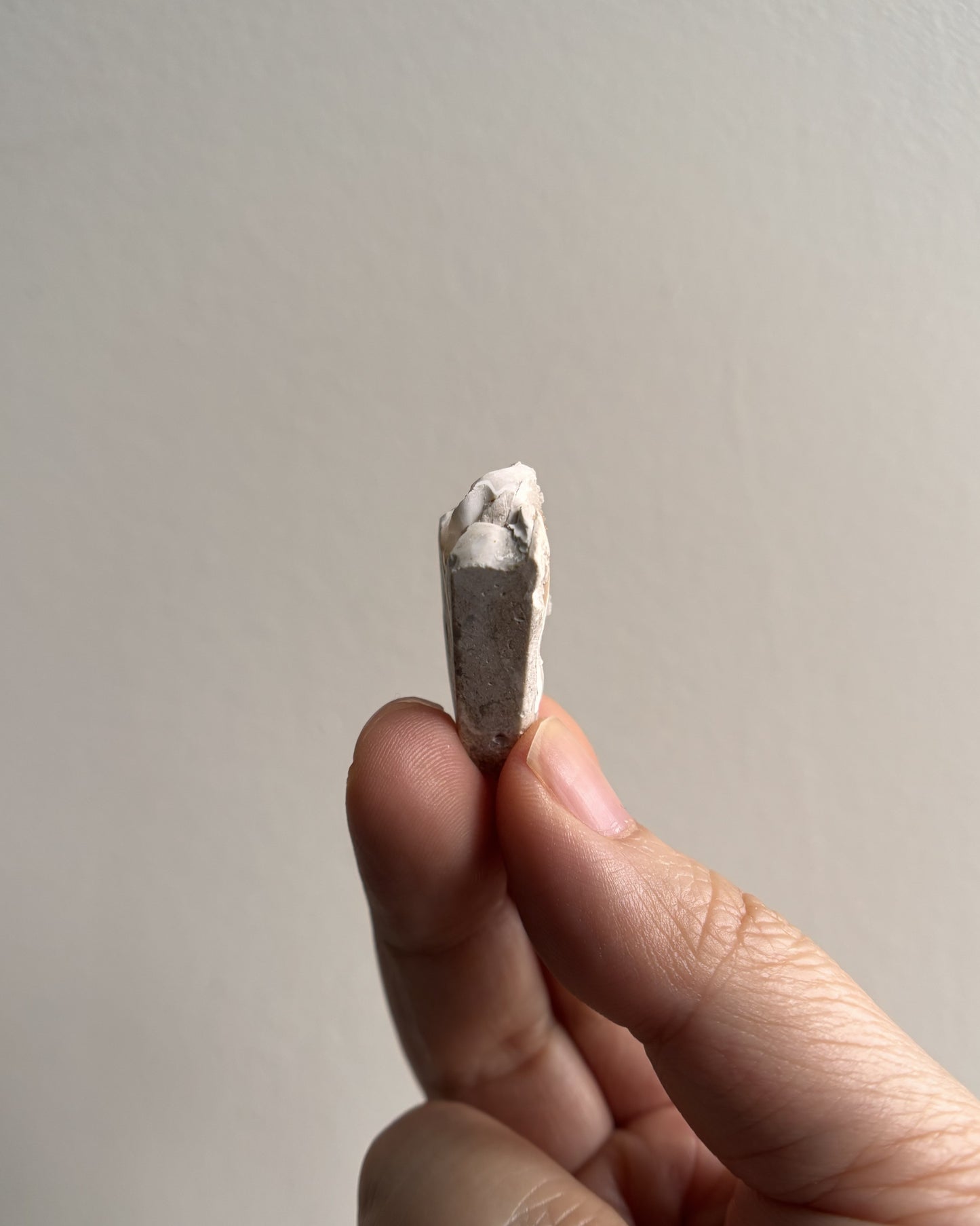 Fossilized Spiralite Quartz Shells 4.4g