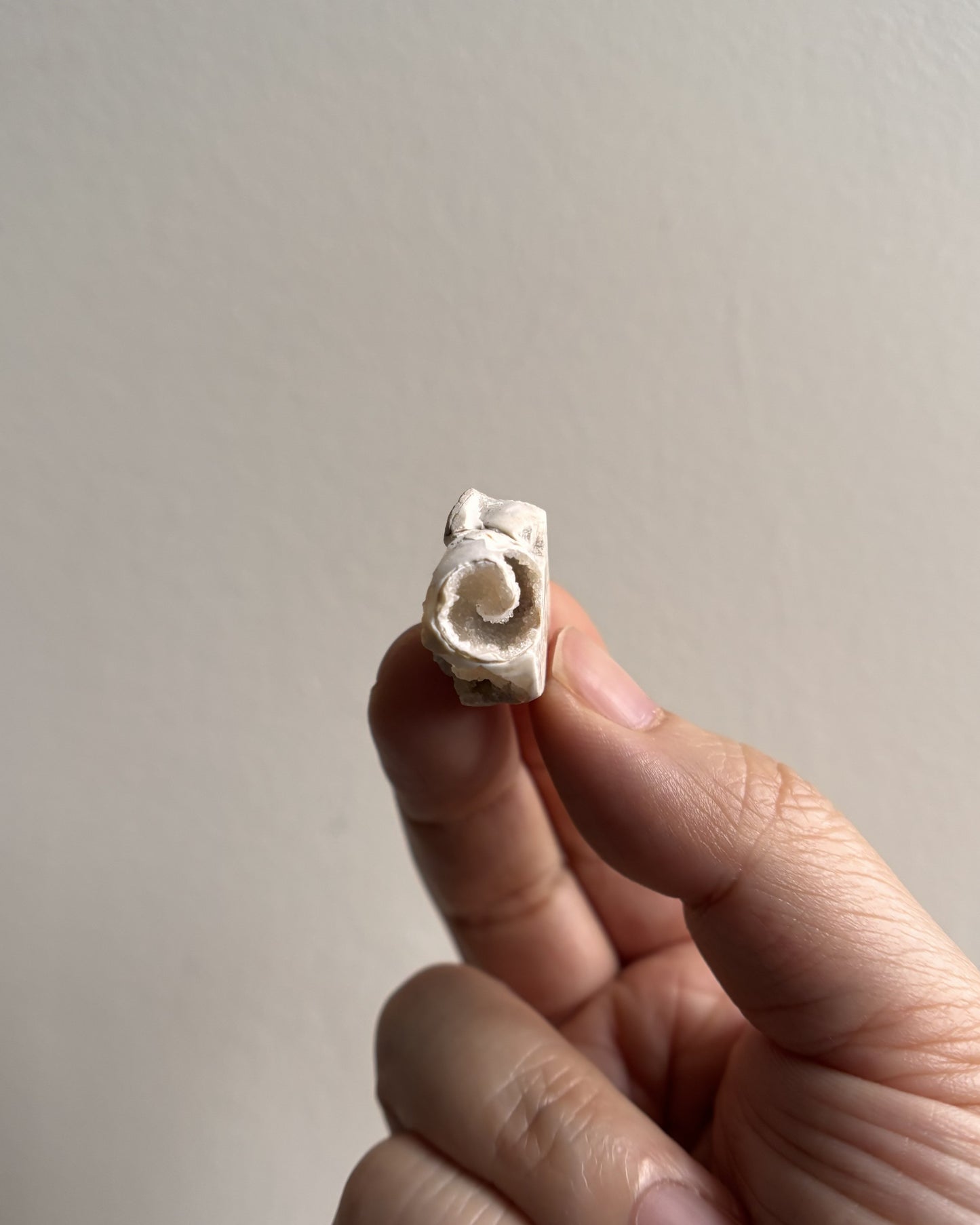 Fossilized Spiralite Quartz Shells 4.4g
