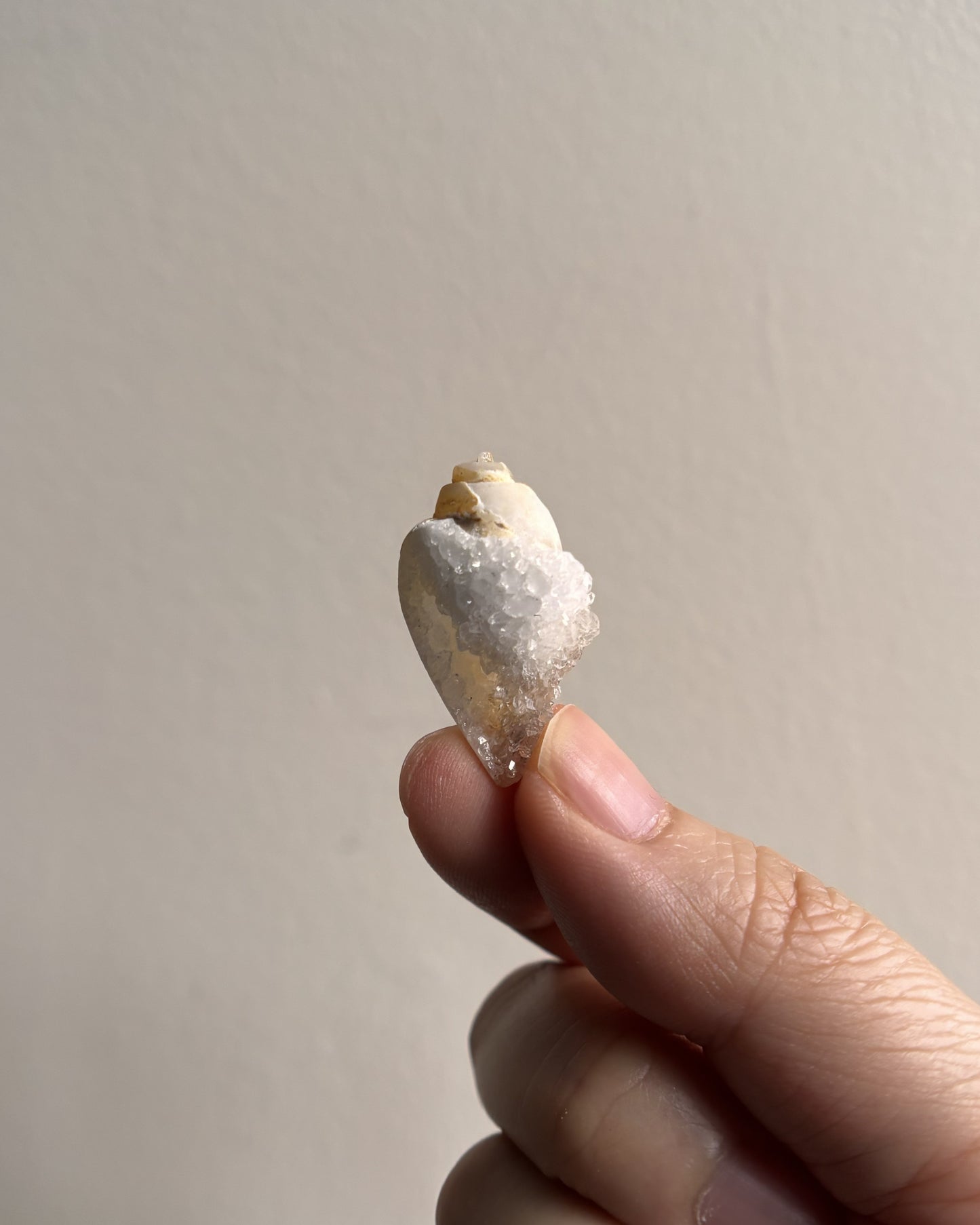 Fossilized Spiralite Quartz Shells 4.6g
