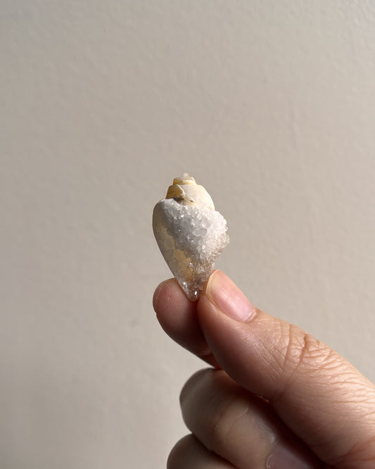 Fossilized Spiralite Quartz Shells 4.6g