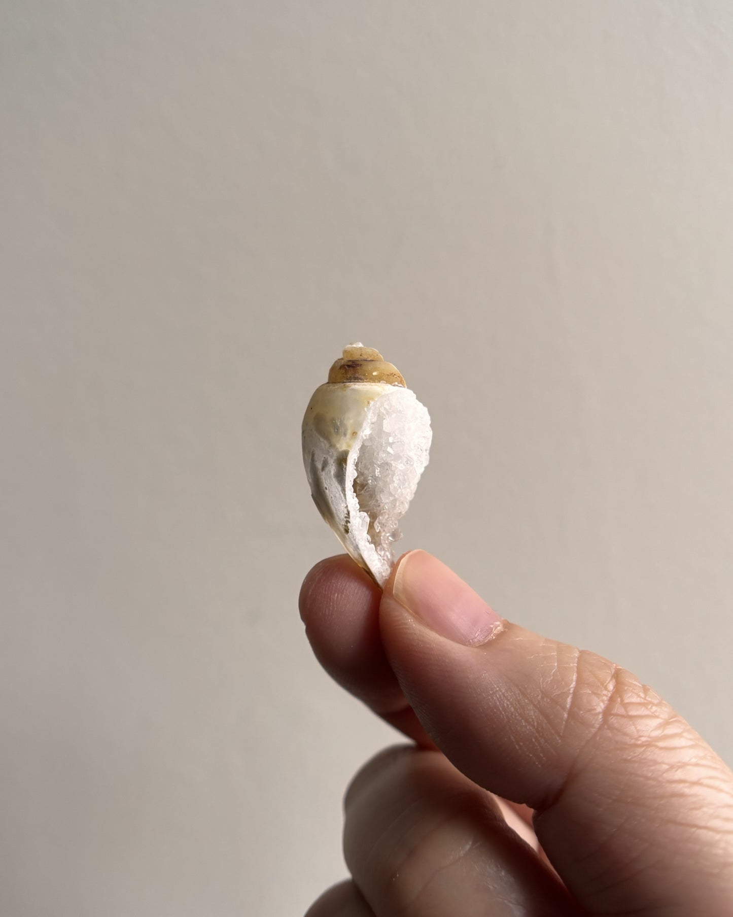 Fossilized Spiralite Quartz Shells 4.6g