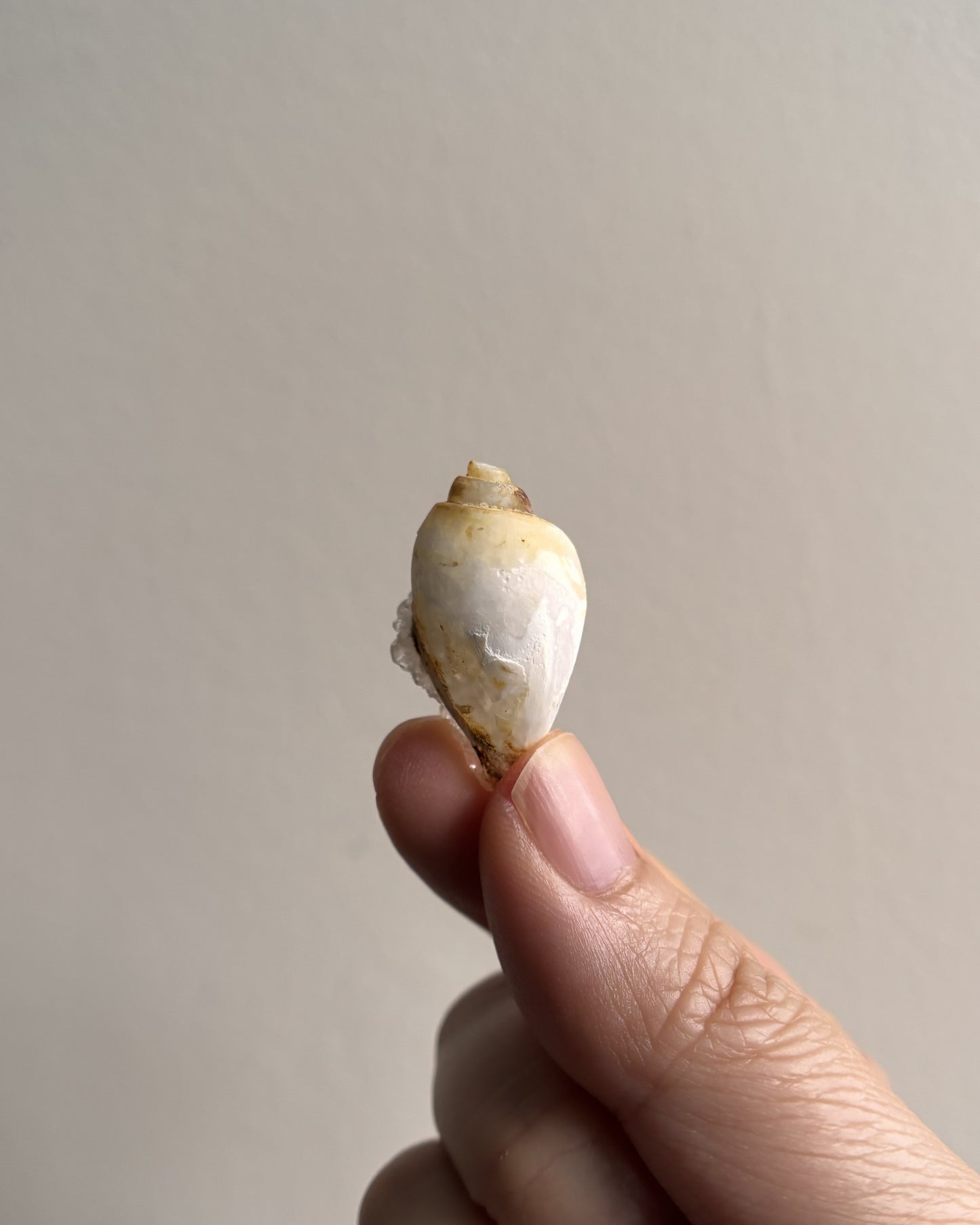 Fossilized Spiralite Quartz Shells 4.6g