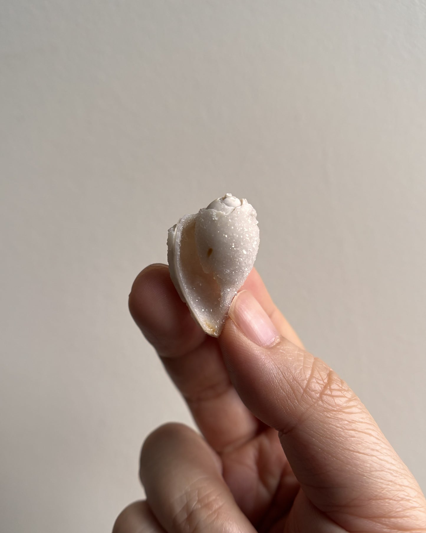 Fossilized Spiralite Quartz Shells 5.3g