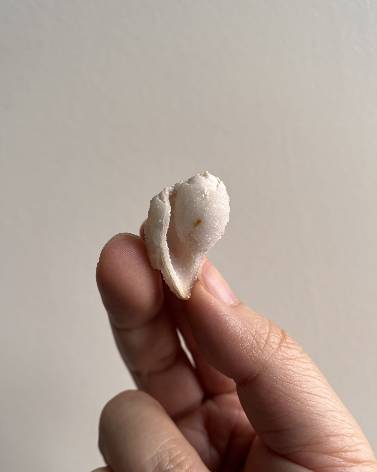 Fossilized Spiralite Quartz Shells 5.3g