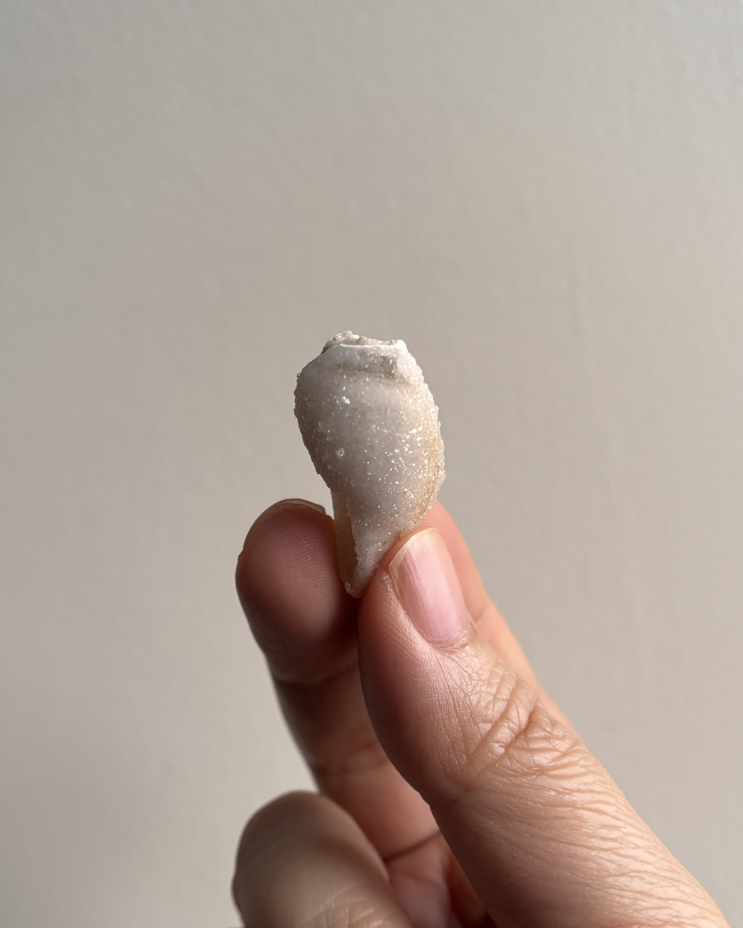 Fossilized Spiralite Quartz Shells 5.3g