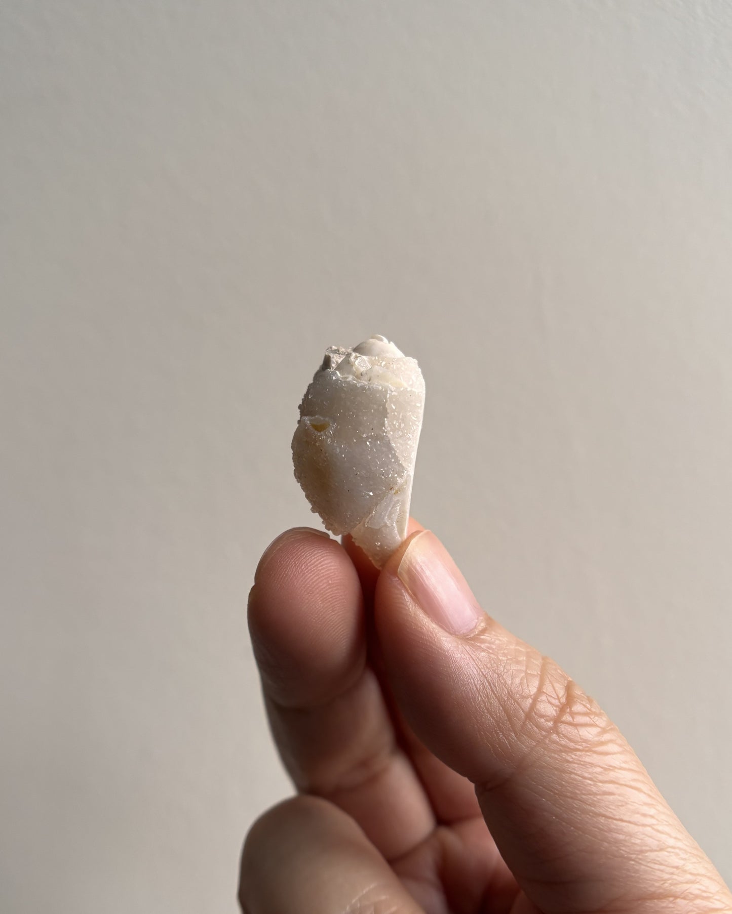 Fossilized Spiralite Quartz Shells 5.3g