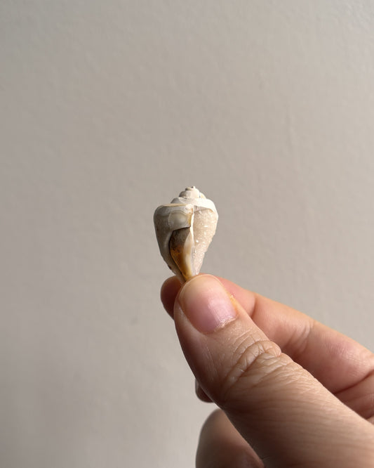 Fossilized Spiralite Quartz Shells 5.4g