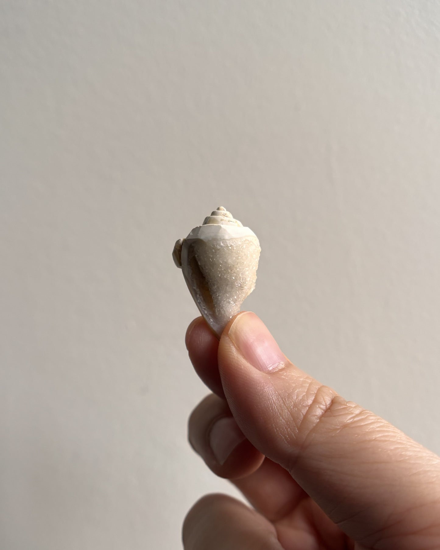 Fossilized Spiralite Quartz Shells 5.4g