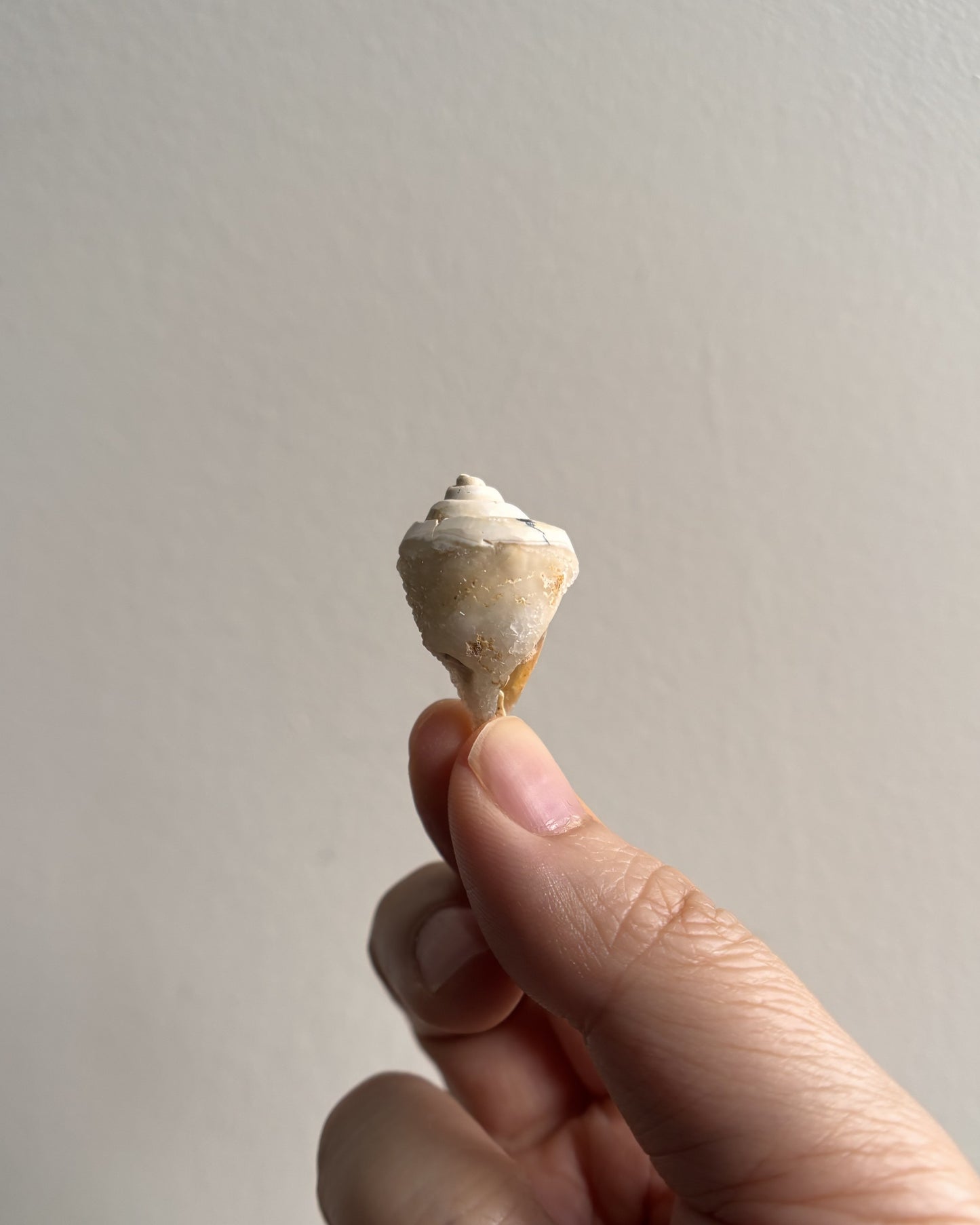 Fossilized Spiralite Quartz Shells 5.4g