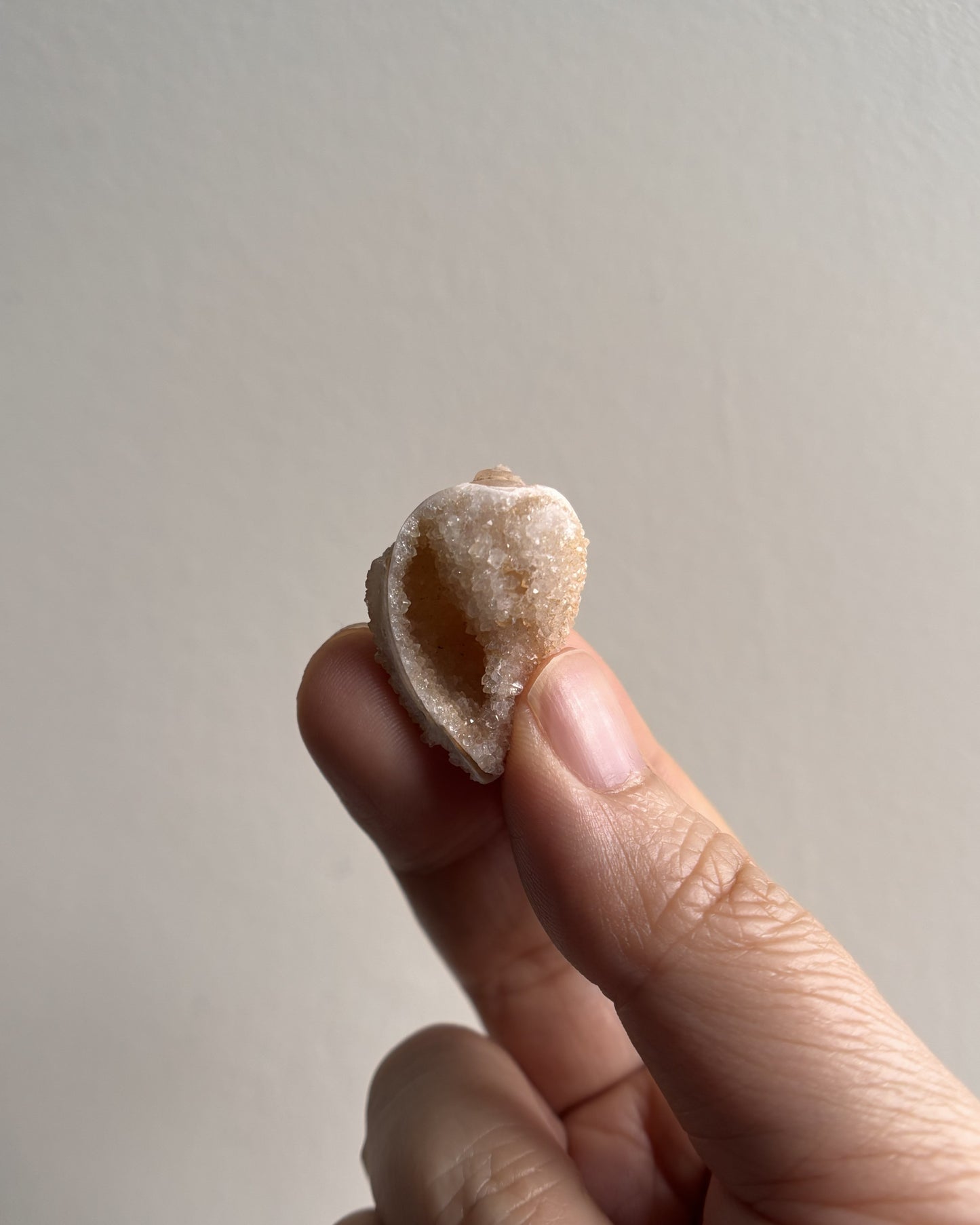 Fossilized Spiralite Quartz Shells 5.5g