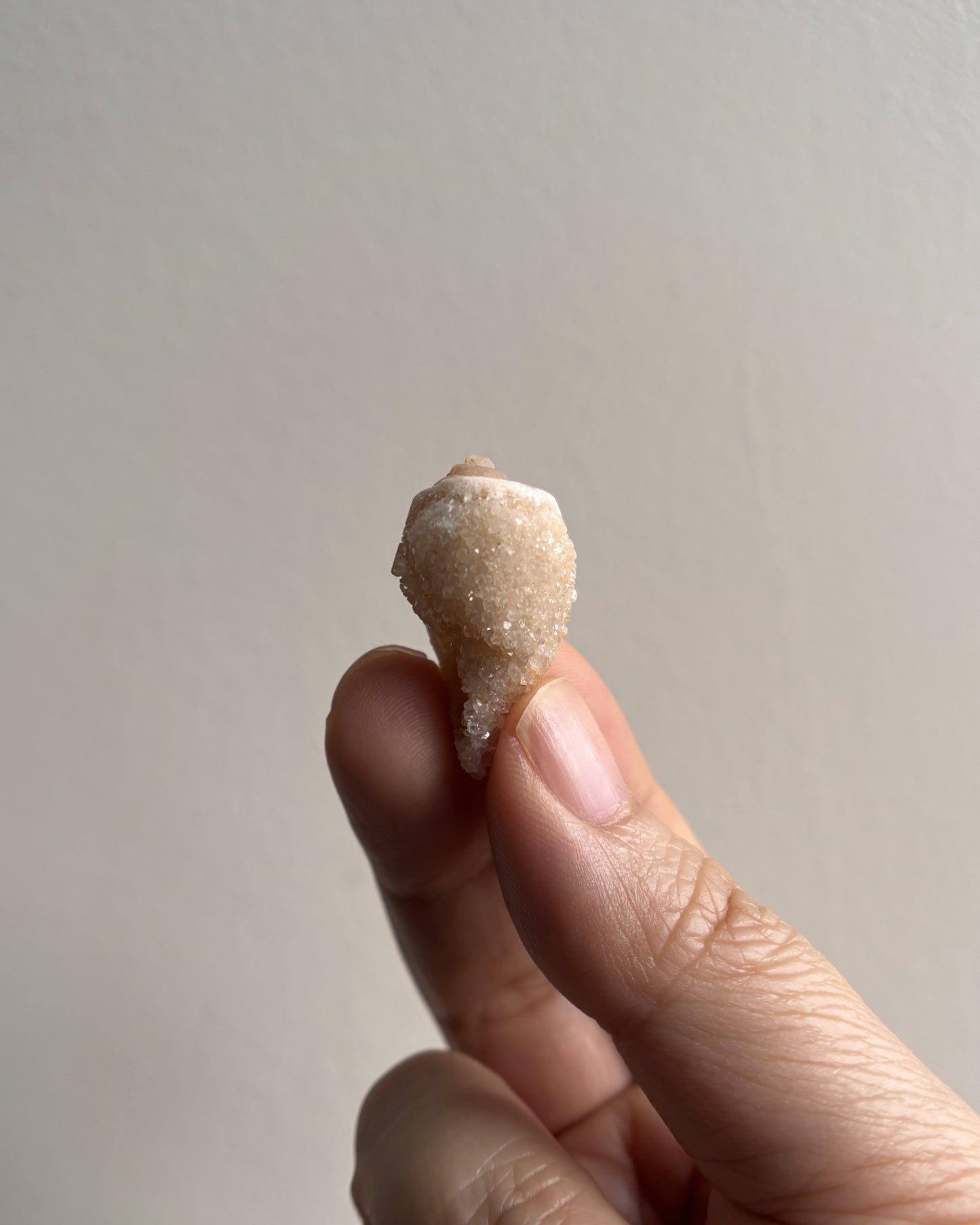 Fossilized Spiralite Quartz Shells 5.5g