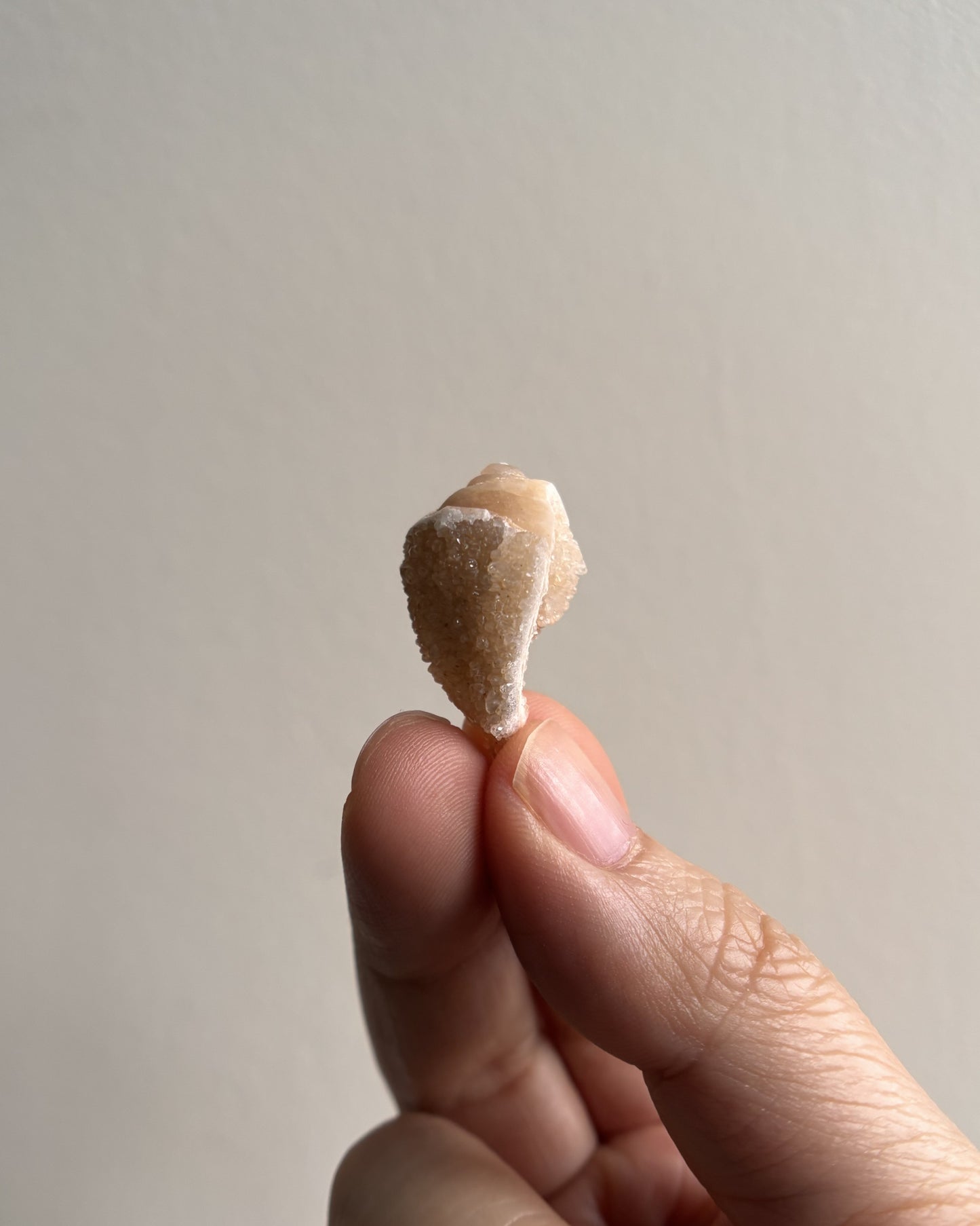 Fossilized Spiralite Quartz Shells 5.5g