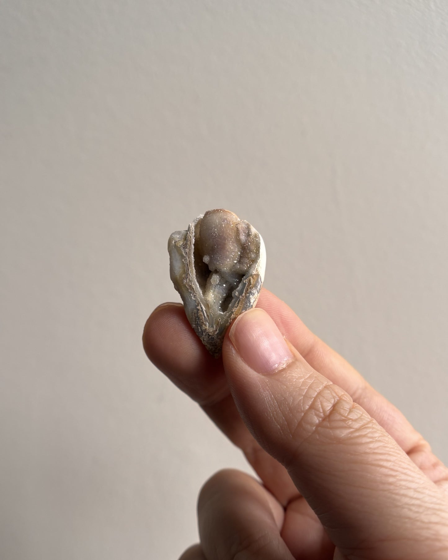 Fossilized Spiralite Quartz Shells 6.2g