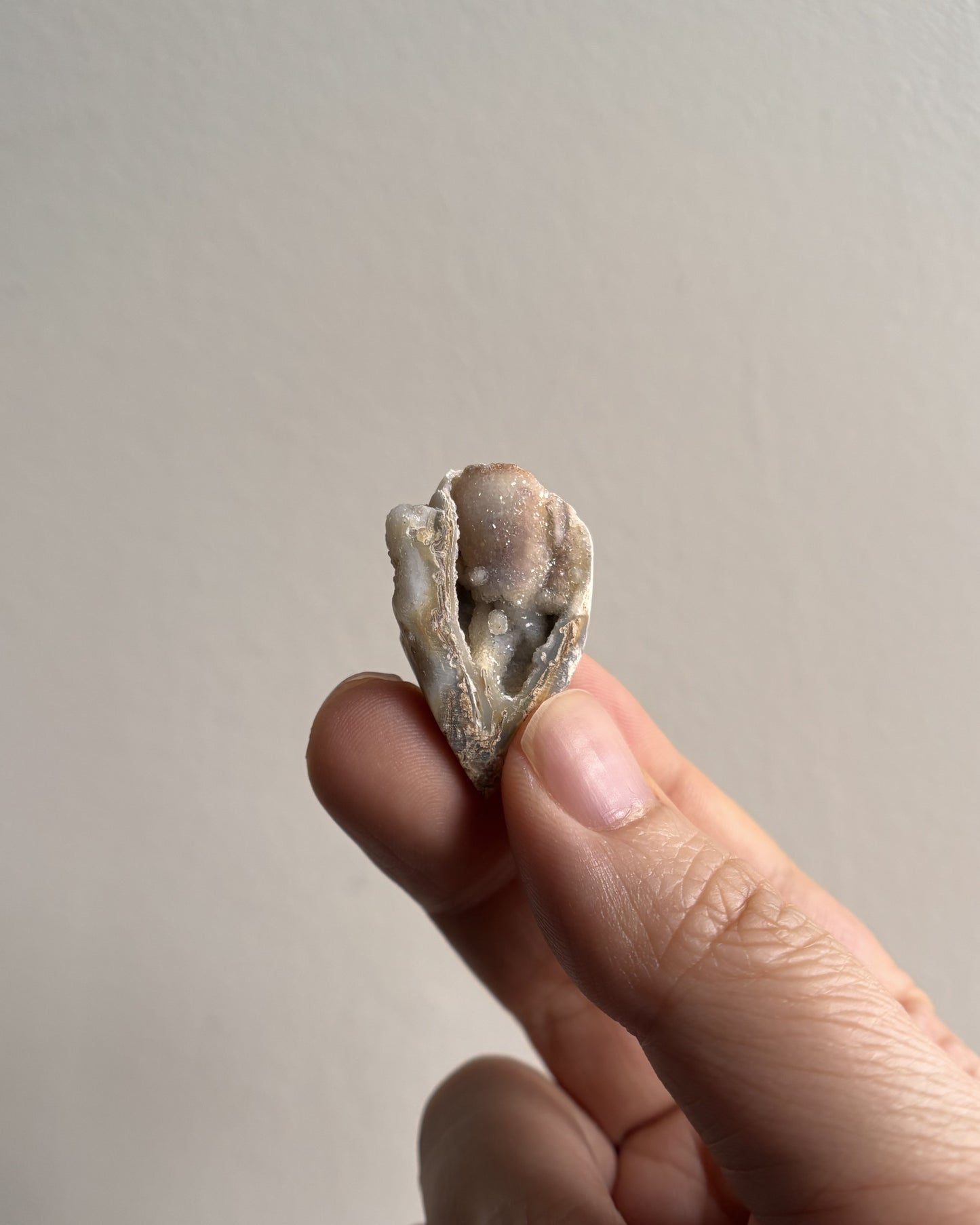 Fossilized Spiralite Quartz Shells 6.2g