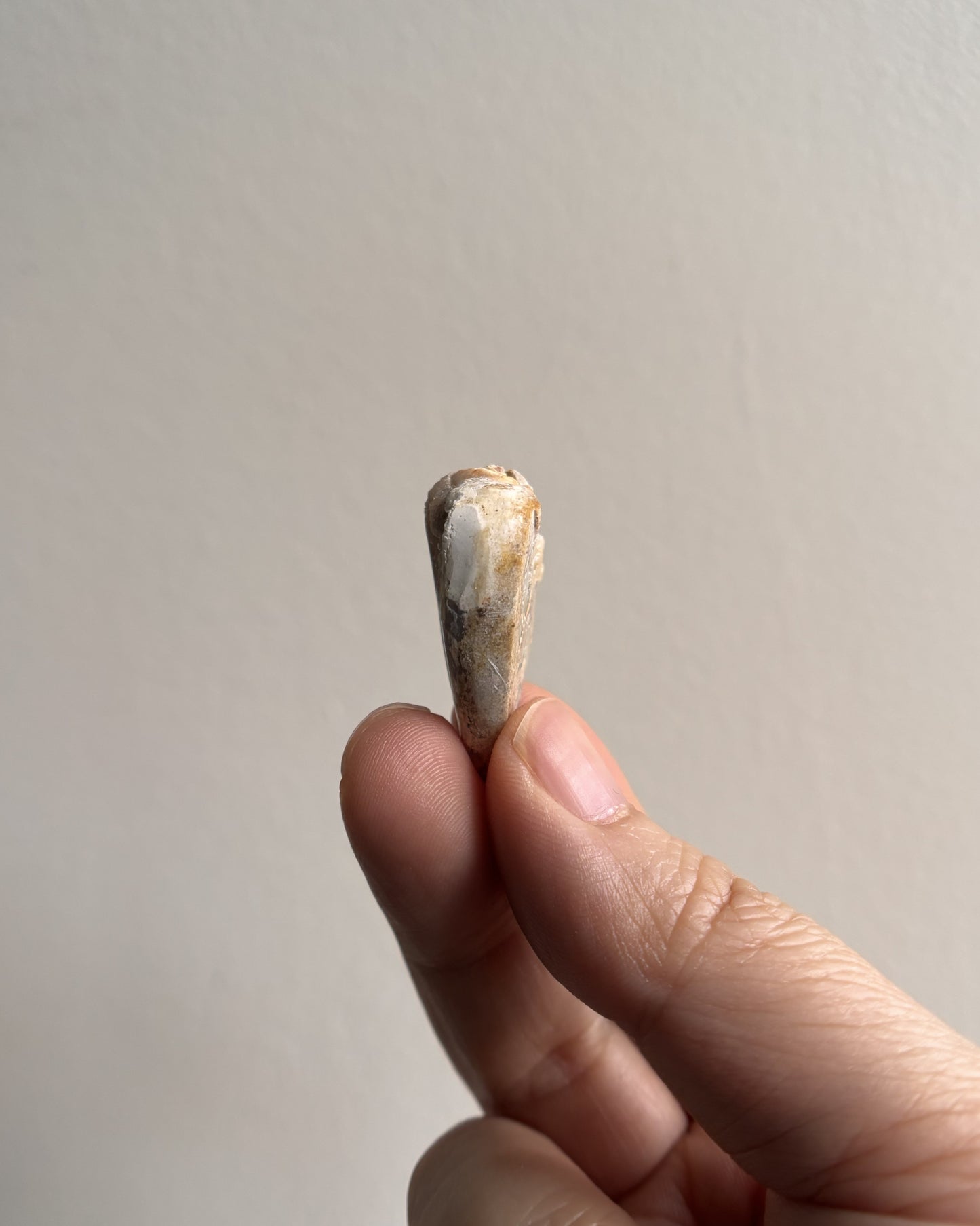 Fossilized Spiralite Quartz Shells 6.2g