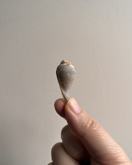 Fossilized Spiralite Quartz Shells 6.3g