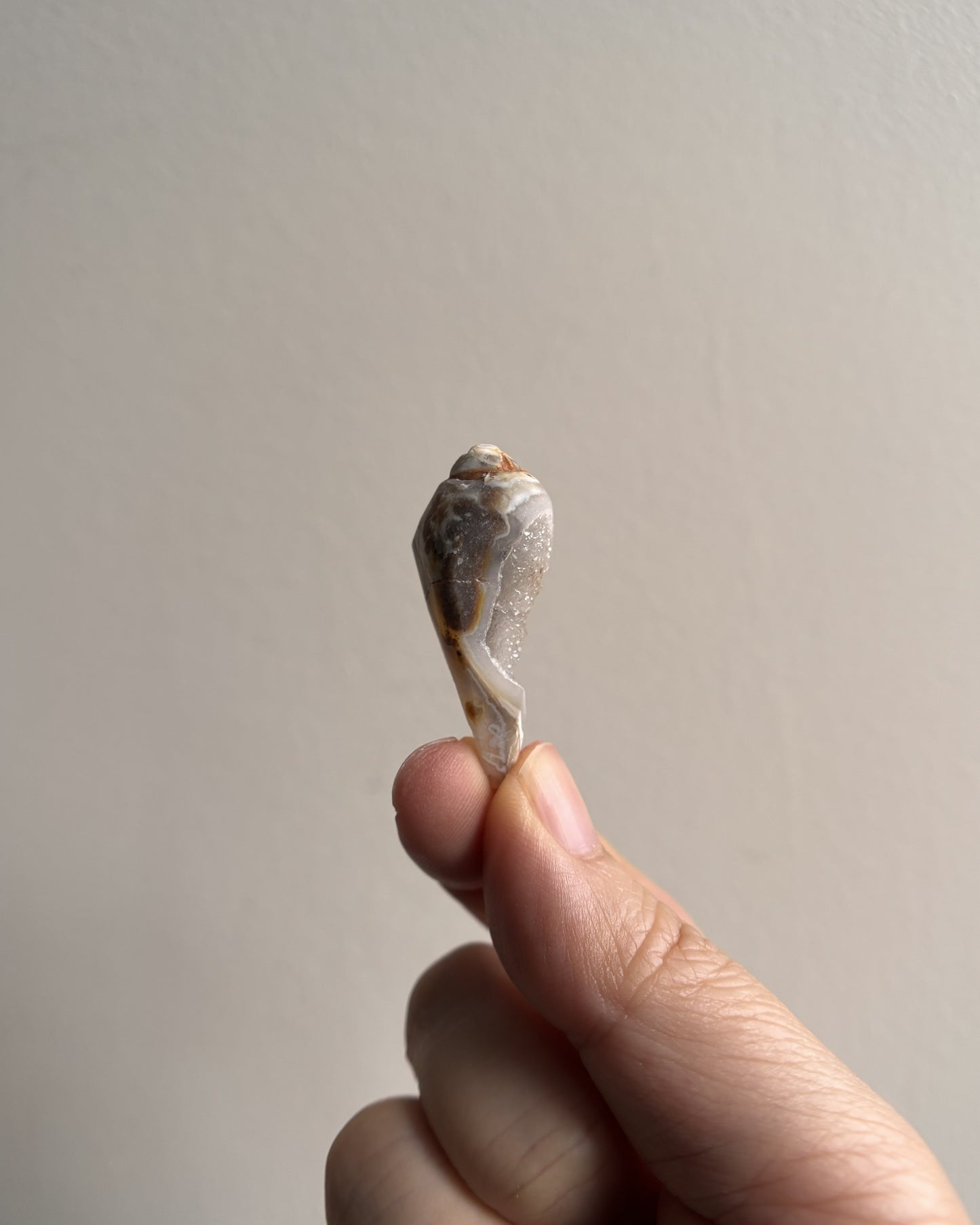 Fossilized Spiralite Quartz Shells 6.3g