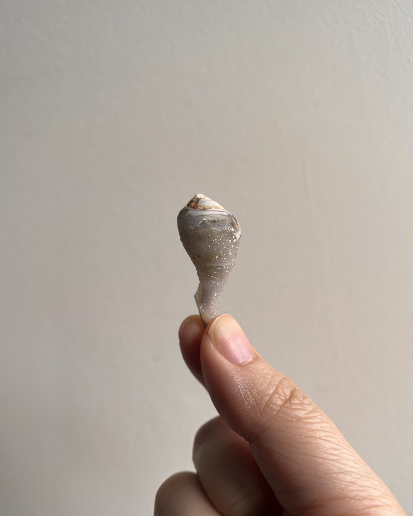 Fossilized Spiralite Quartz Shells 6.3g