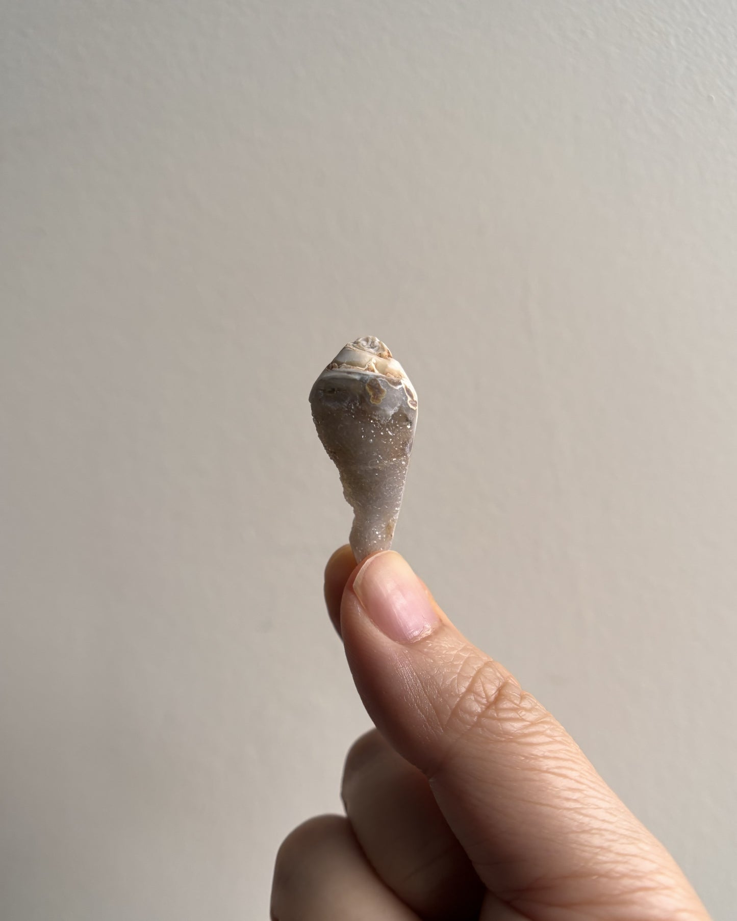 Fossilized Spiralite Quartz Shells 6.3g