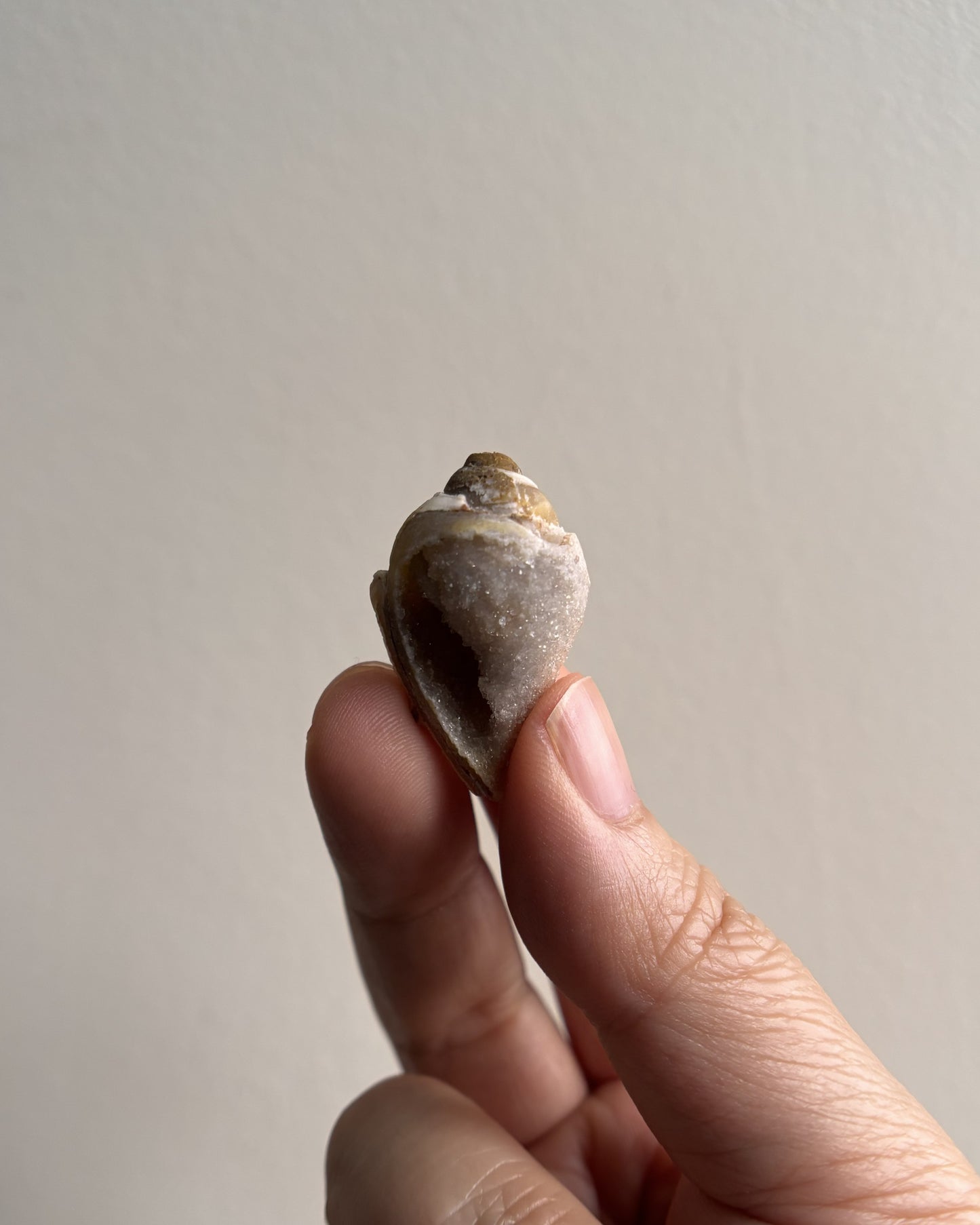 Fossilized Spiralite Quartz Shells 6.7g