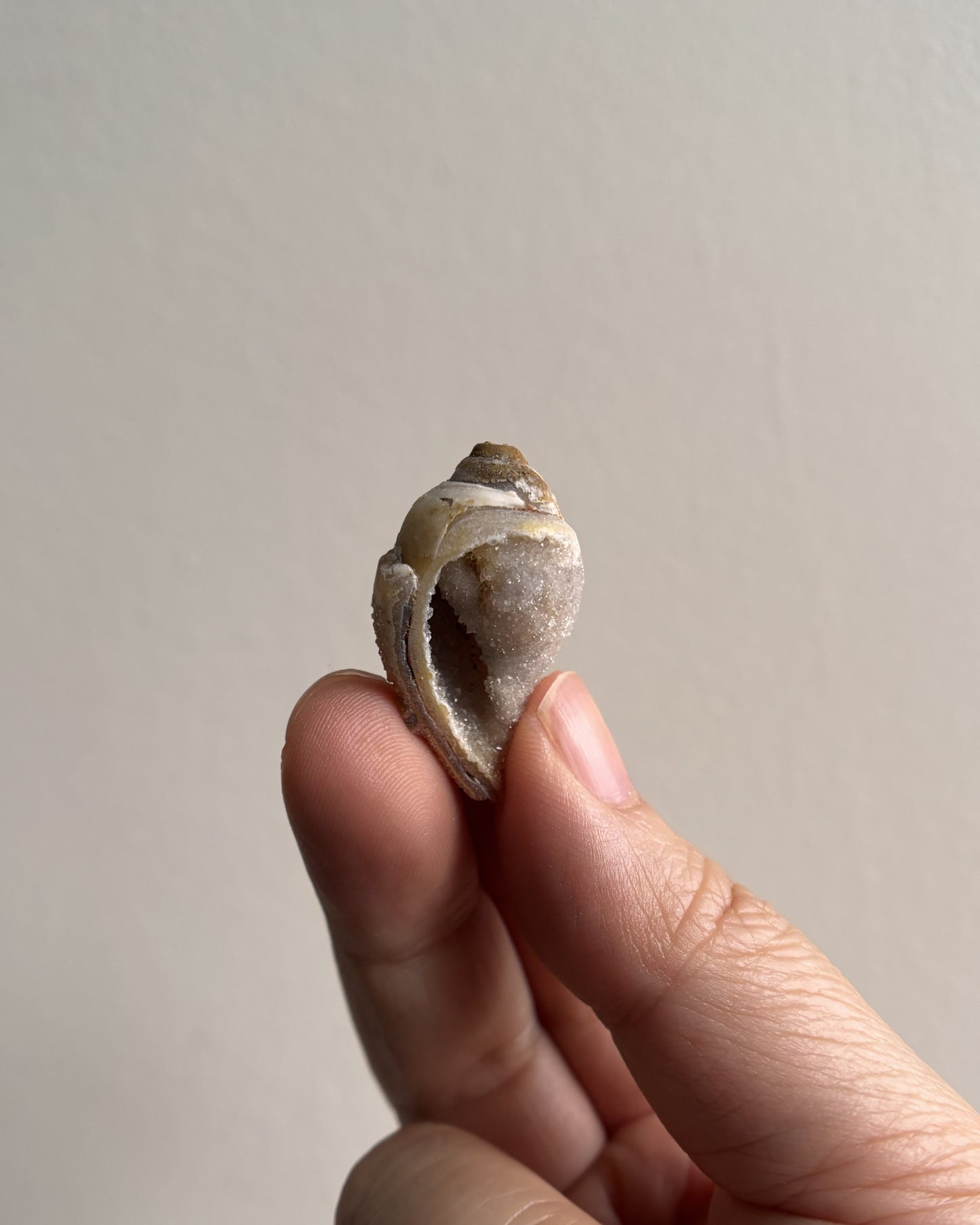 Fossilized Spiralite Quartz Shells 6.7g