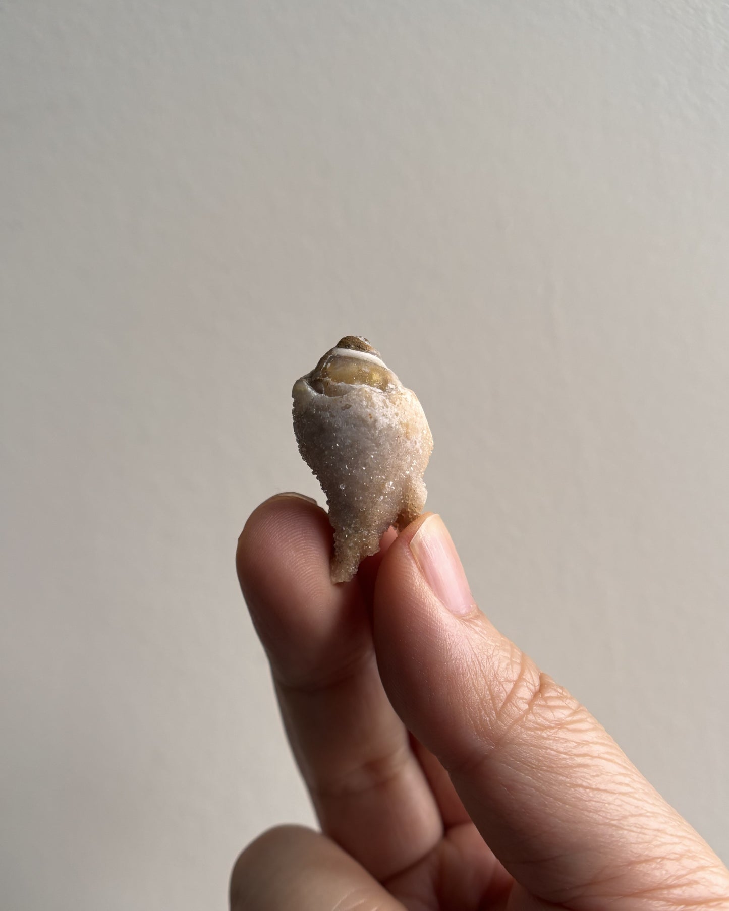 Fossilized Spiralite Quartz Shells 6.7g