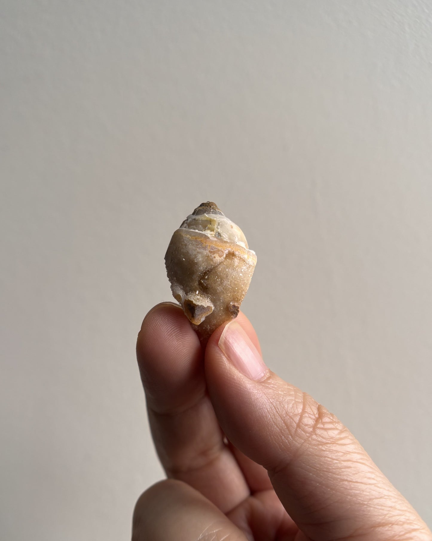 Fossilized Spiralite Quartz Shells 6.7g