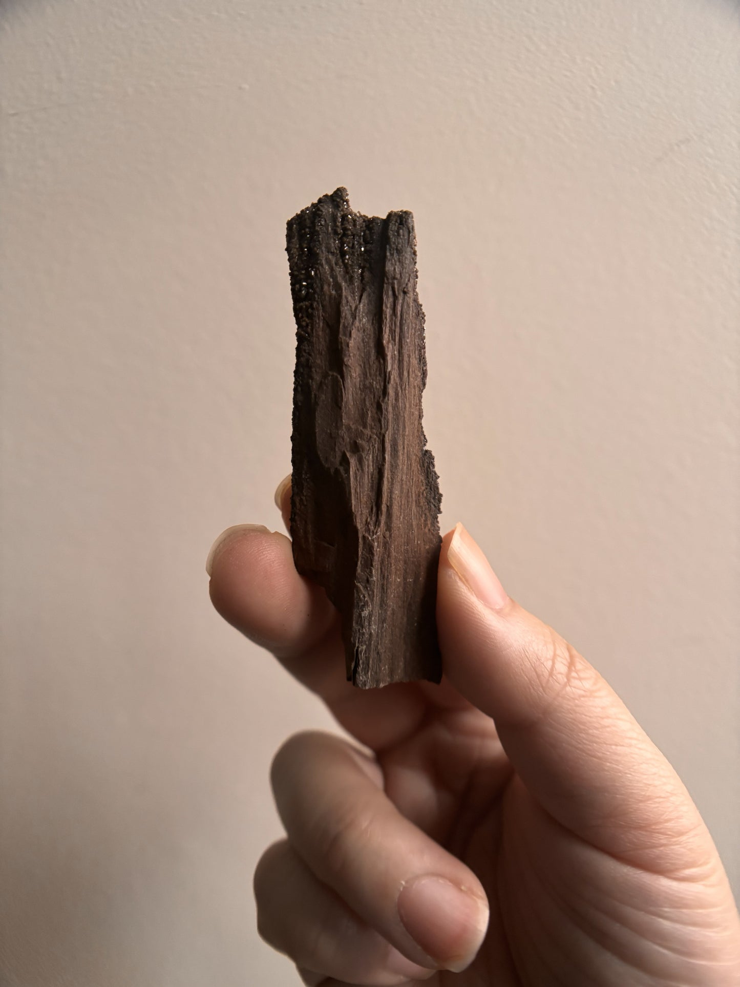 Permineralized Fossil Wood with Quartz 19.5g