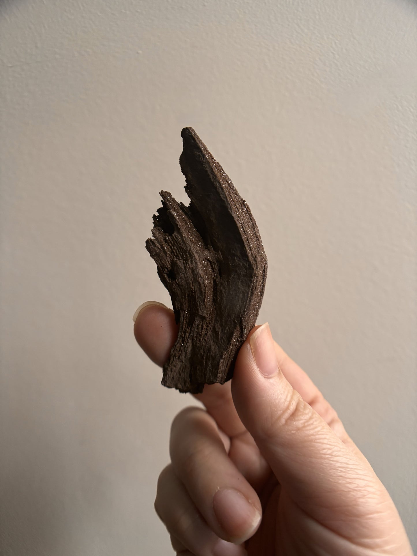 Permineralized Fossil Wood with Quartz 25g