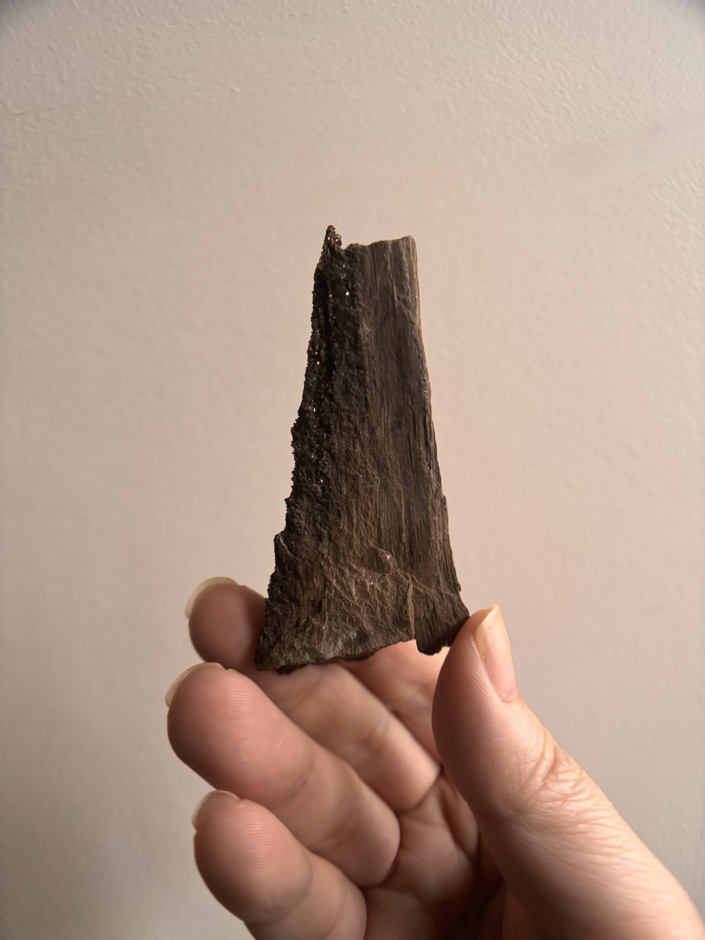 Permineralized Fossil Wood with Quartz 30.4g