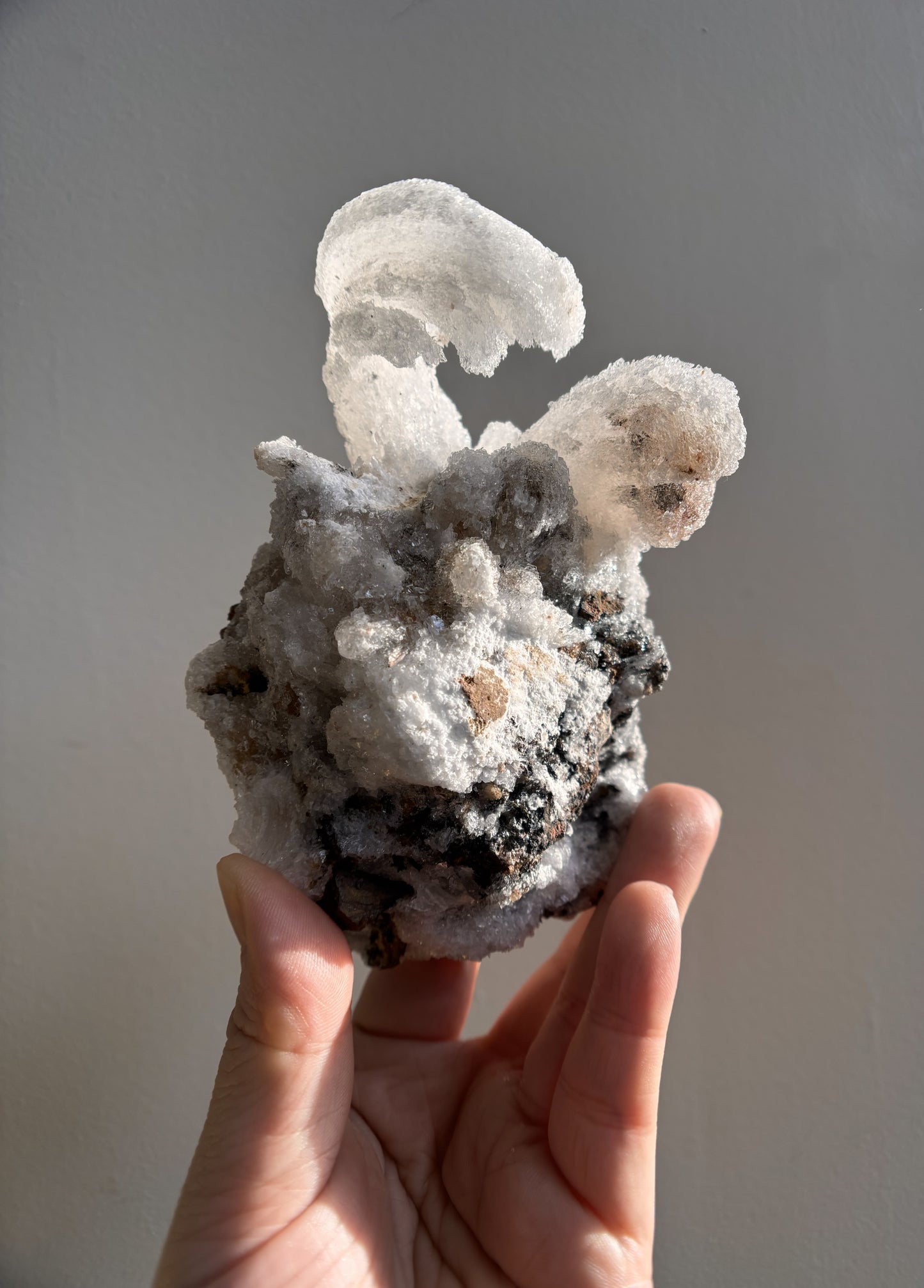 Moroccan Druzy Rams Horn Selenite on Matrix 310g