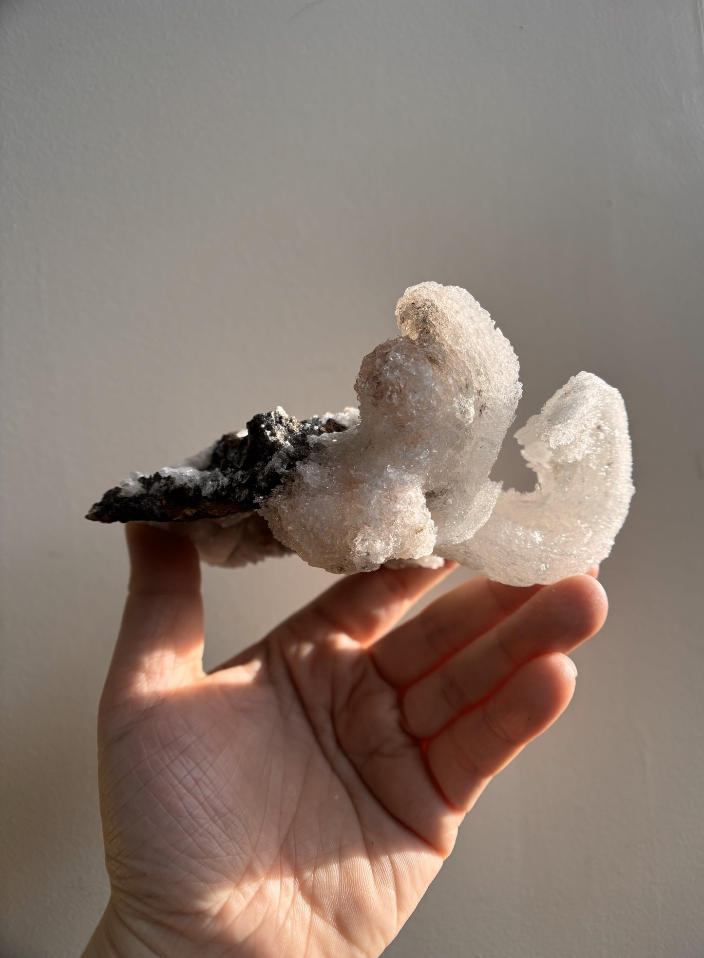Moroccan Druzy Rams Horn Selenite on Matrix 310g