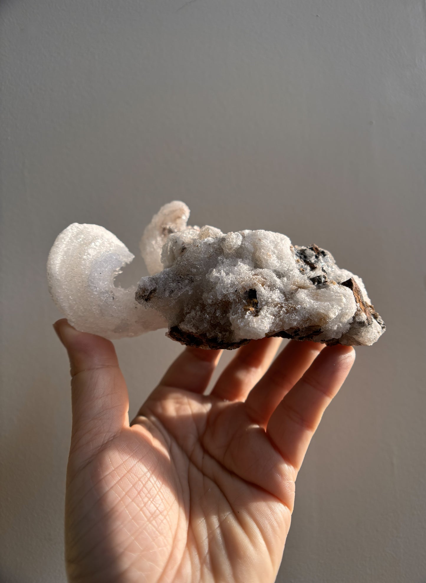 Moroccan Druzy Rams Horn Selenite on Matrix 310g